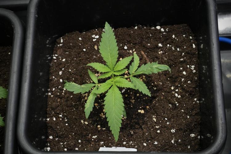 Pheno B Blueberry  Muffin by Zamnesia. Week 3 - Blueberry Muffin Pheno B 
The Beautiful Oddball