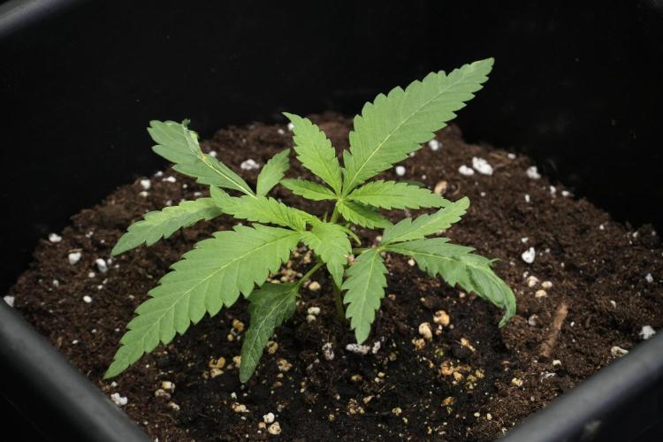 Pheno B Blueberry  Muffin by Zamnesia. Week 3 - Blueberry Muffin Pheno B 
The Beautiful Oddball