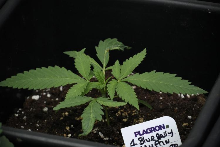 Pheno B Blueberry  Muffin by Zamnesia. Week 3 - Blueberry Muffin Pheno B 
The Beautiful Oddball