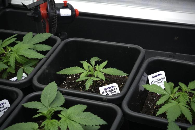 Pheno B Blueberry  Muffin by Zamnesia. Week 3 - Blueberry Muffin Pheno B 
The Beautiful Oddball