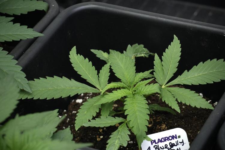 Pheno B Blueberry  Muffin by Zamnesia. Week 3 - Blueberry Muffin Pheno B 
The Beautiful Oddball