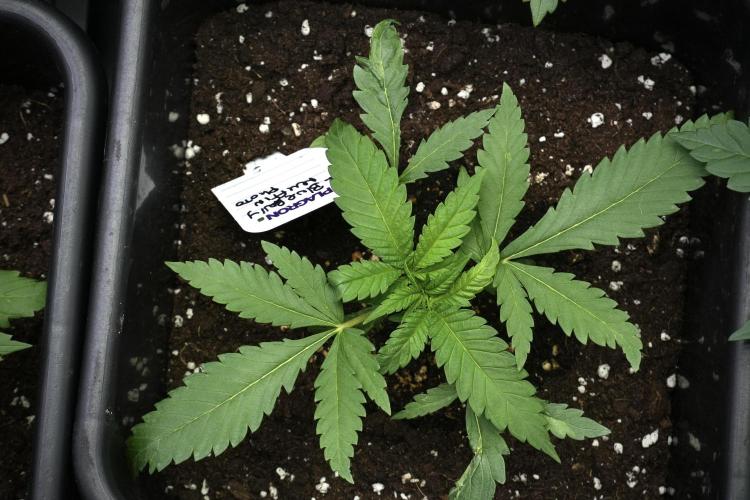 Pheno B Blueberry  Muffin by Zamnesia. Week 3 - Blueberry Muffin Pheno B 
The Beautiful Oddball