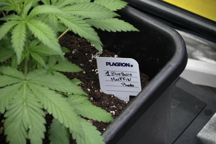 Pheno B Blueberry  Muffin by Zamnesia. Week 3 - Blueberry Muffin Pheno B 
The Beautiful Oddball