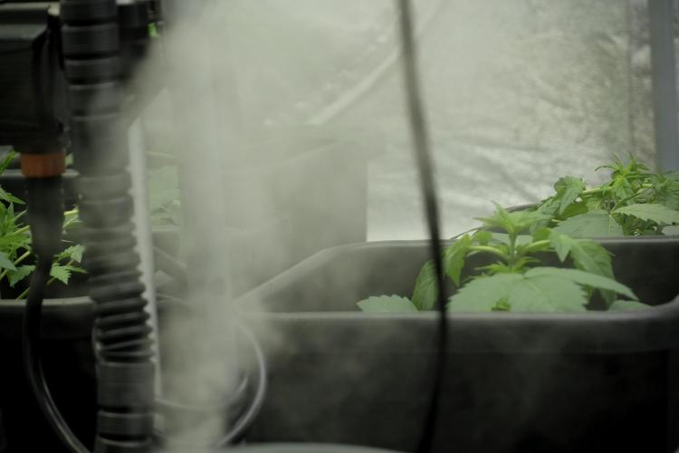 Pheno B Blueberry  Muffin by Zamnesia. Week 3 - Room and vibes Mist 
