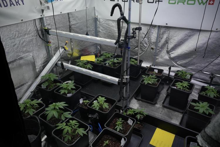 Pheno B Blueberry  Muffin by Zamnesia. Week 3 - Room and vibes 