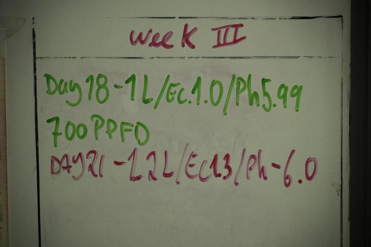 Pheno B Blueberry  Muffin by Zamnesia. Week 3 - white board