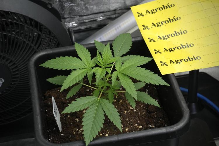Cash Express By Zamnesia Pheno A. Week 3 - Cash Express  Pheno A