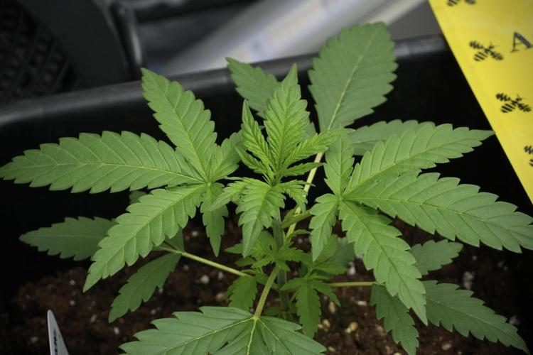Cash Express By Zamnesia Pheno A. Week 3 - Cash Express  Pheno A