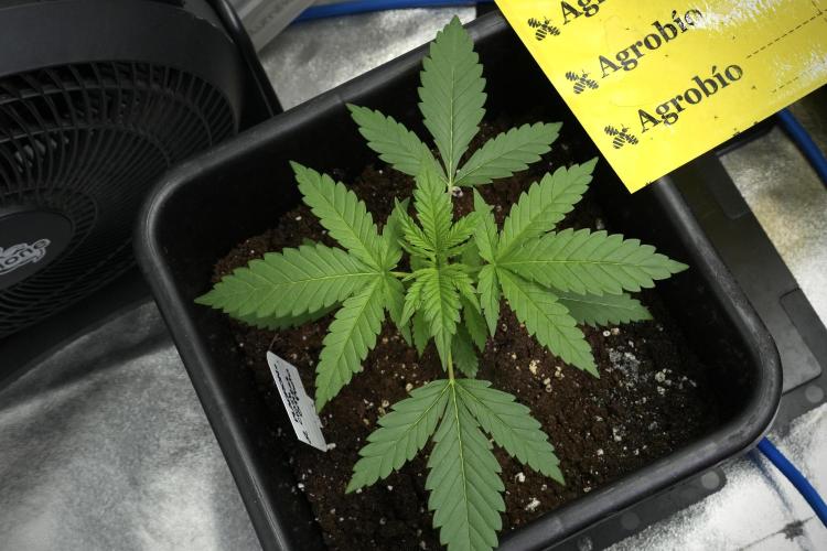 Cash Express By Zamnesia Pheno A. Week 3 - Cash Express  Pheno A