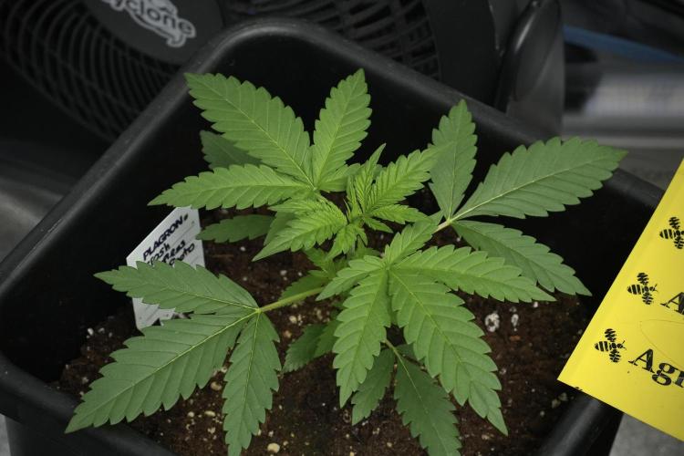 Cash Express By Zamnesia Pheno A. Week 3 - Cash Express  Pheno A