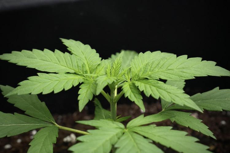 Cash Express By Zamnesia Pheno A. Week 3 - Cash Express  Pheno A