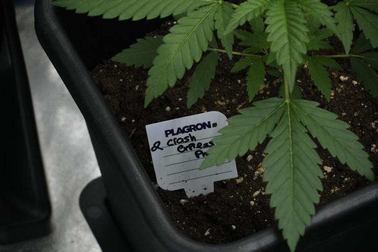 Cash Express By Zamnesia Pheno A. Week 3 - Cash Express  Pheno A