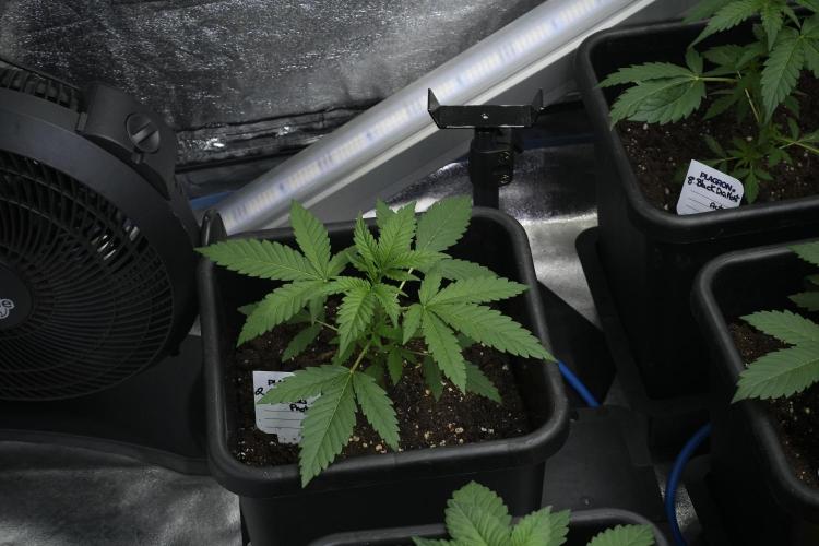 Cash Express By Zamnesia Pheno A. Week 3 - Cash Express  Pheno A