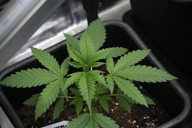 Cash Express By Zamnesia Pheno A. Week 3 - Cash Express  Pheno A