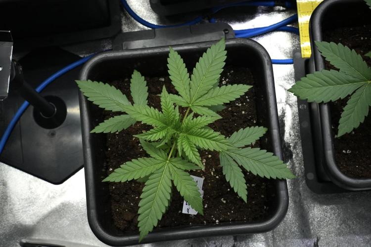 Cash Express By Zamnesia Pheno A. Week 3 - Cash Express  Pheno A