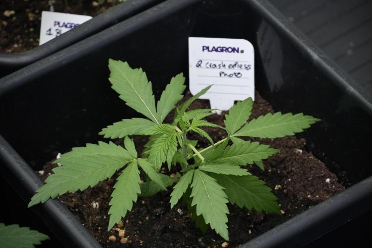 Pheno B Cash Express By Zamnesia. Week 3 - Pheno B Cash Express