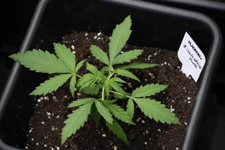 Pheno B Cash Express By Zamnesia. Week 3 - Pheno B Cash Express
