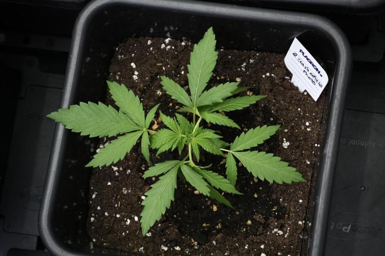Pheno B Cash Express By Zamnesia. Week 3 - Pheno B Cash Express