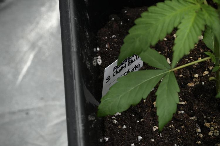 Chem Brulee By Zamnesia Pheno A. Week 3 - Chem Brulee – Pheno A | Week 2