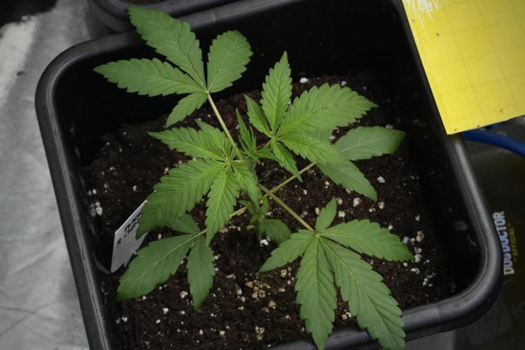 Chem Brulee By Zamnesia Pheno A. Week 3 - Chem Brulee – Pheno A | Week 2