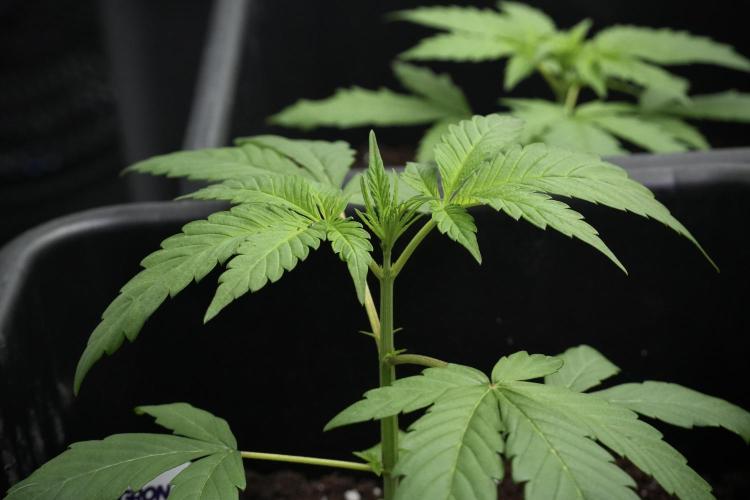 Chem Brulee By Zamnesia Pheno A. Week 3 - Chem Brulee – Pheno A | Week 2