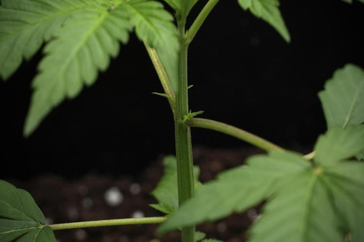 Chem Brulee By Zamnesia Pheno A. Week 3 - Chem Brulee – Pheno A | Week 2