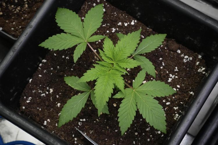 Pheno B Chem Brulee By Zamnesia. Week 3 - Chem Brulee Plant B