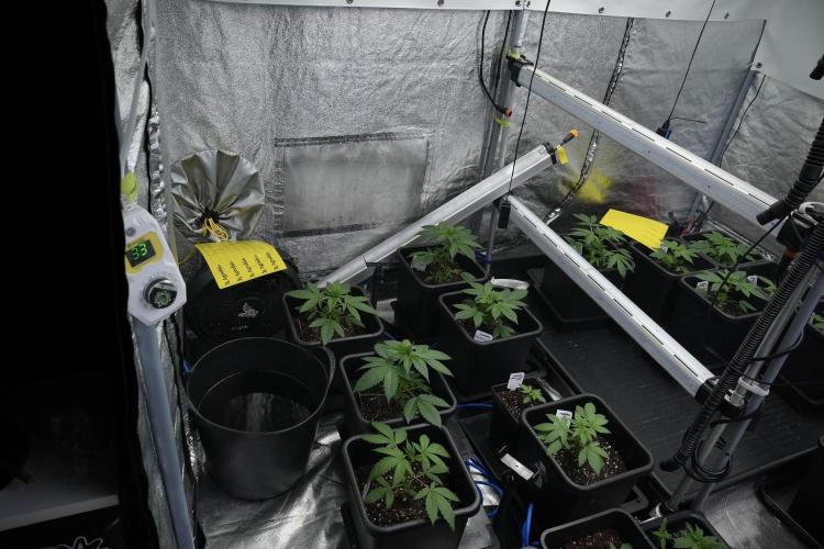 Pheno B Chem Brulee By Zamnesia. Week 3 - Room and vibes 
