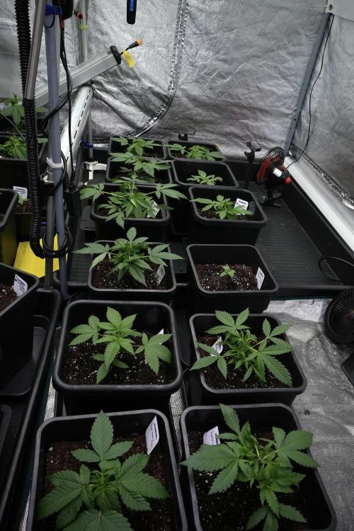 Pheno B Chem Brulee By Zamnesia. Week 3 - Room and vibes 