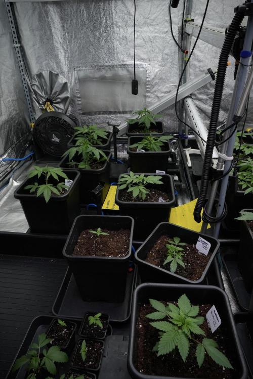 Pheno B Chem Brulee By Zamnesia. Week 3 - Room and vibes 