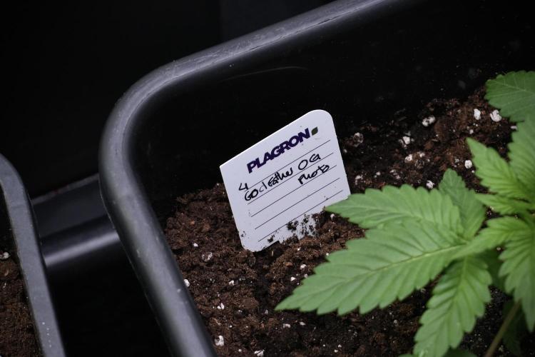 God father OG By Zamnesia Pheno A. Week 3 - God father OG Pheno A