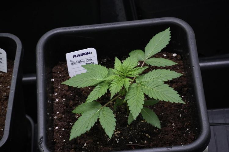 God father OG By Zamnesia Pheno A. Week 3 - God father OG Pheno A