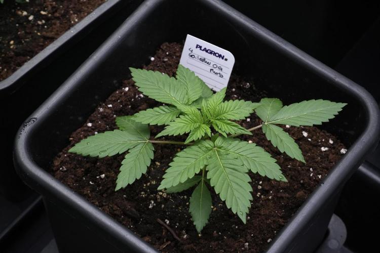 God father OG By Zamnesia Pheno A. Week 3 - God father OG Pheno A