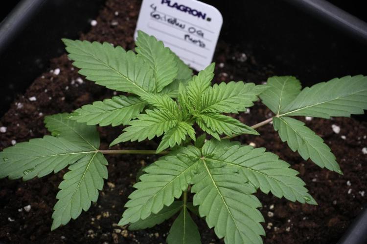 God father OG By Zamnesia Pheno A. Week 3 - God father OG Pheno A