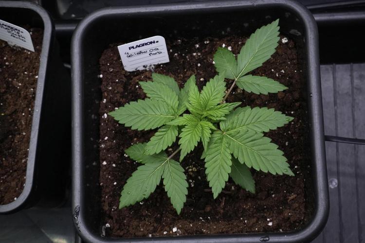 God father OG By Zamnesia Pheno A. Week 3 - God father OG Pheno A