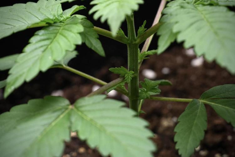 God father OG By Zamnesia Pheno A. Week 3 - God father OG Pheno A