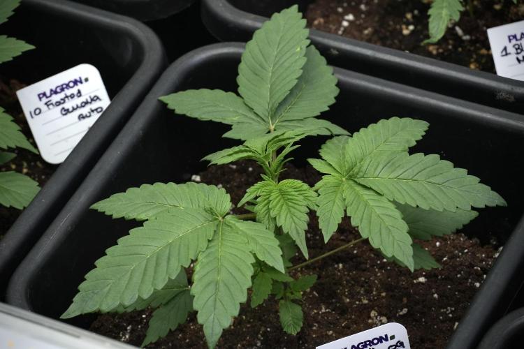 God father OG By Zamnesia Pheno A. Week 3 - God father OG Pheno A