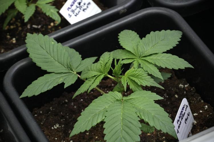God father OG By Zamnesia Pheno A. Week 3 - God father OG Pheno A