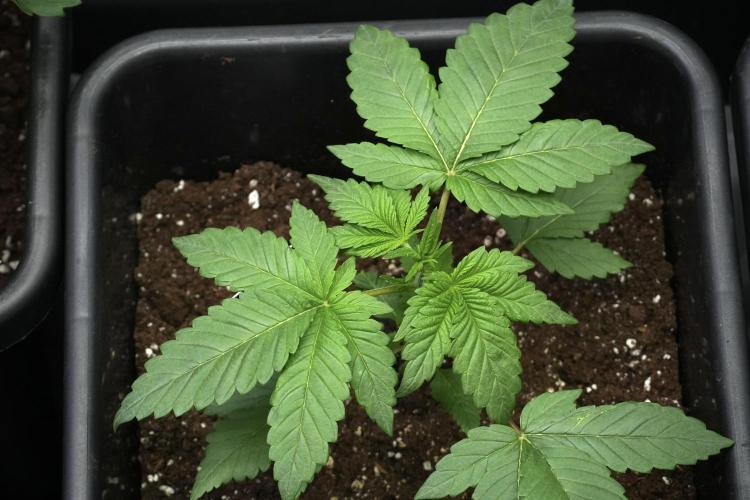 God father OG By Zamnesia Pheno A. Week 3 - God father OG Pheno A