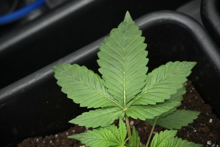 God father OG By Zamnesia Pheno A. Week 3 - God father OG Pheno A