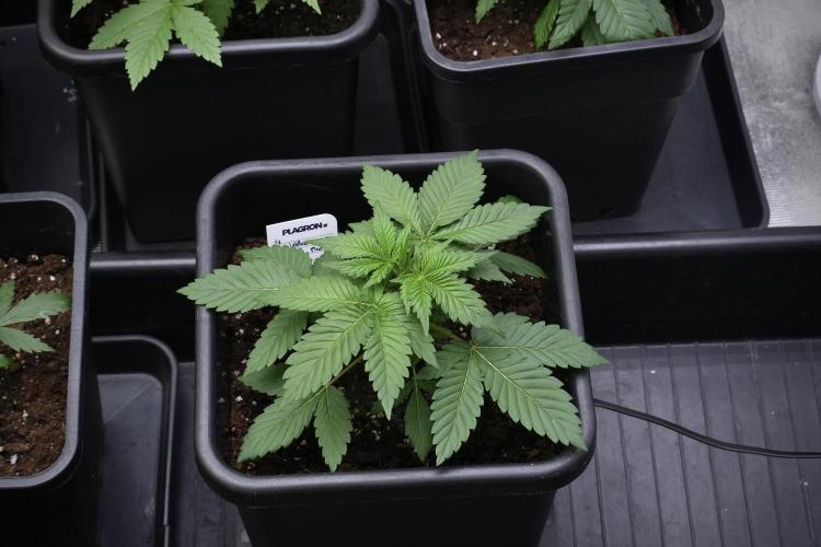 God father OG By Zamnesia Pheno A. Week 3 - God father OG Pheno A