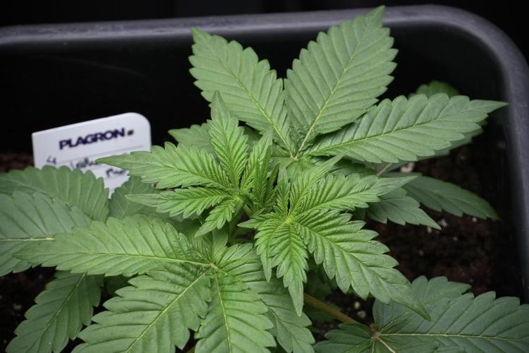God father OG By Zamnesia Pheno A. Week 3 - God father OG Pheno A