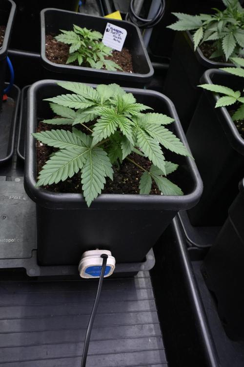 God father OG By Zamnesia Pheno A. Week 3 - God father OG Pheno A