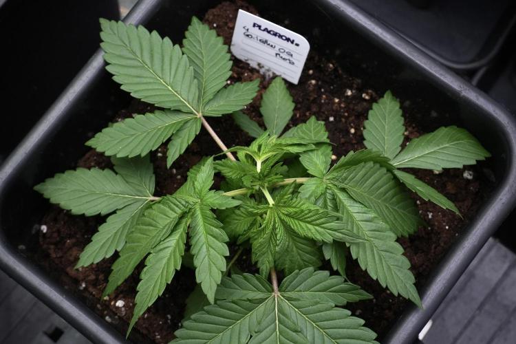 God father OG By Zamnesia Pheno A. Week 3 - God father OG Pheno A trainings