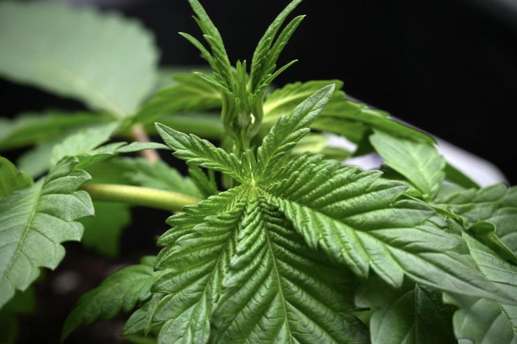 God father OG By Zamnesia Pheno A. Week 3 - God father OG Pheno A trainings