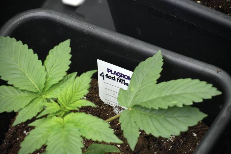 Pheno B God father OG By Zamnesia. Week 3 - God father OG Pheno B
