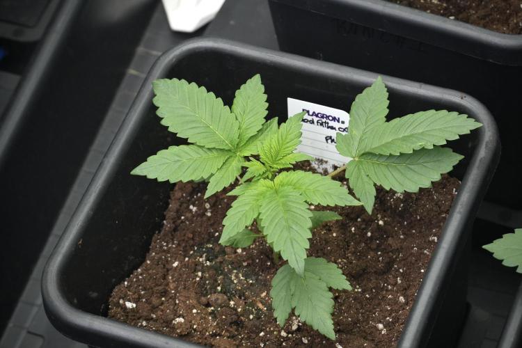 Pheno B God father OG By Zamnesia. Week 3 - God father OG Pheno B