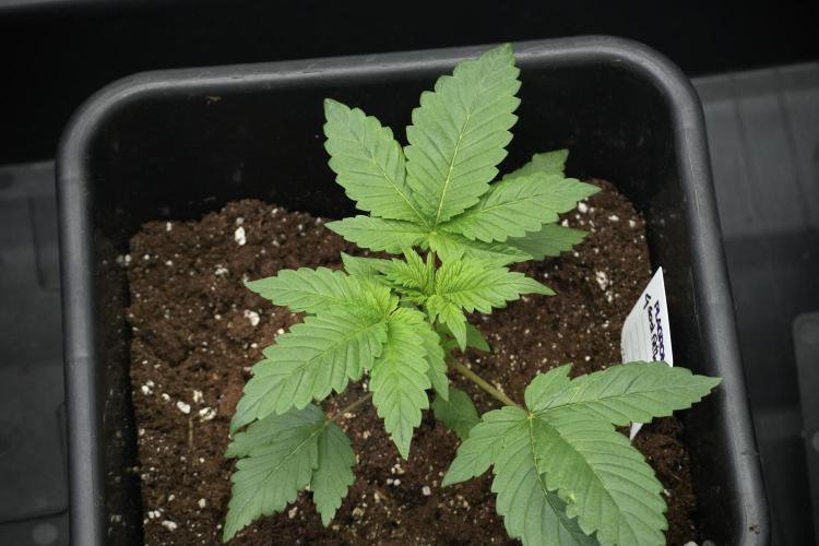 Pheno B God father OG By Zamnesia. Week 3 - God father OG Pheno B