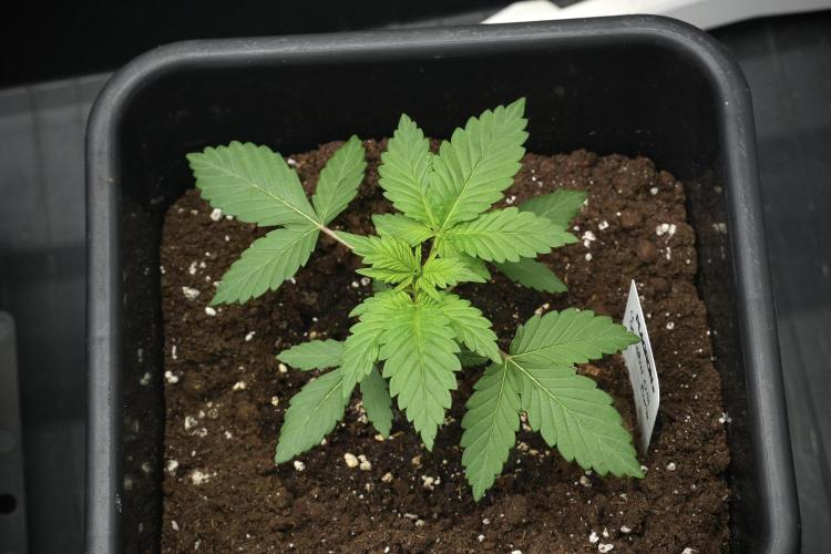 Pheno B God father OG By Zamnesia. Week 3 - God father OG Pheno B