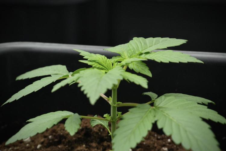 Pheno B God father OG By Zamnesia. Week 3 - God father OG Pheno B